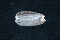 藏品(寡婦榧螺)的圖片